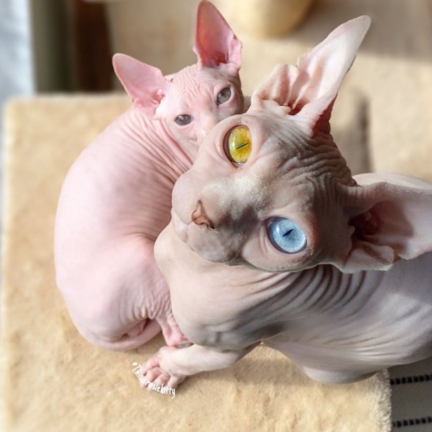 Your Pets Can Help You More Than You Think During This Tough Time