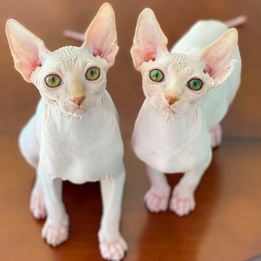 Your Pets Can Help You More Than You Think During This Tough Time