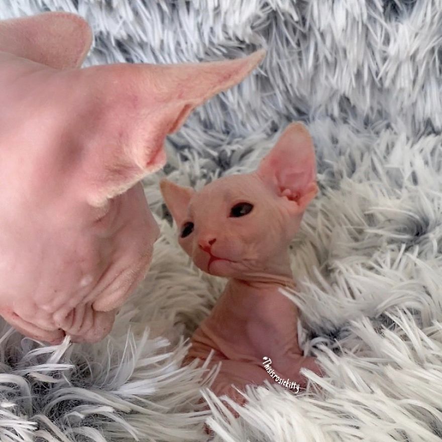 Your Pets Can Help You More Than You Think During This Tough Time