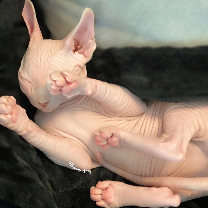 Your Pets Can Help You More Than You Think During This Tough Time