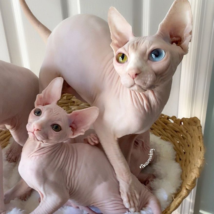 Your Pets Can Help You More Than You Think During This Tough Time