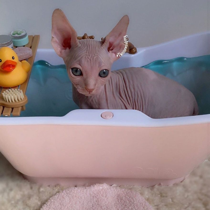 Your Pets Can Help You More Than You Think During This Tough Time