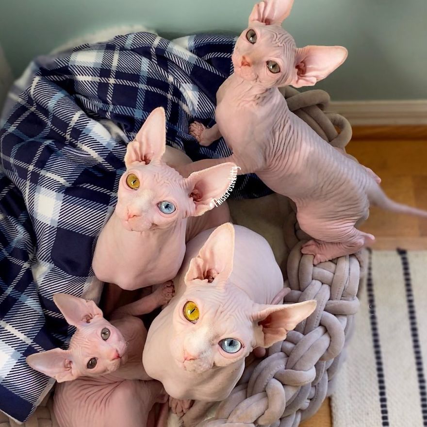 Your Pets Can Help You More Than You Think During This Tough Time