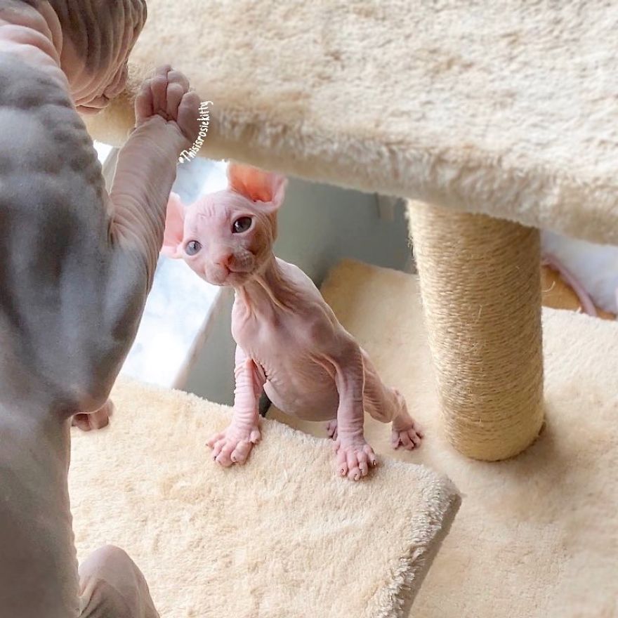 Your Pets Can Help You More Than You Think During This Tough Time