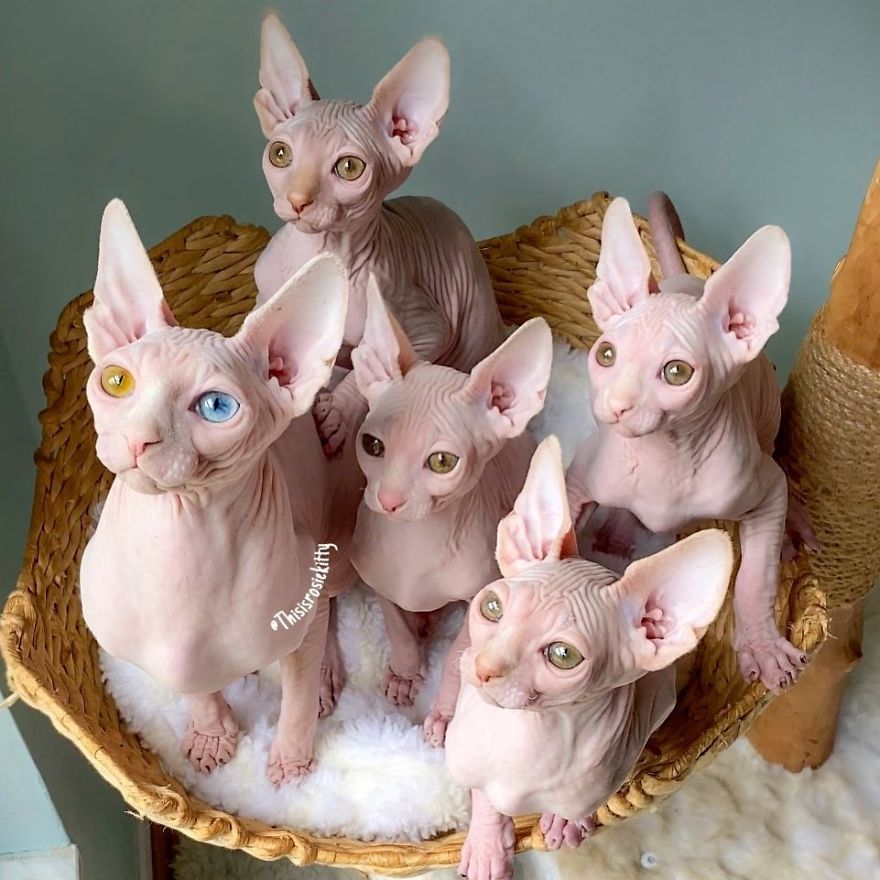 Your Pets Can Help You More Than You Think During This Tough Time