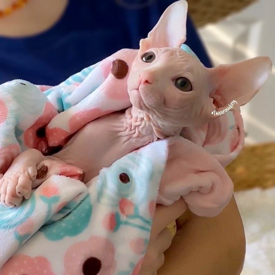 Your Pets Can Help You More Than You Think During This Tough Time