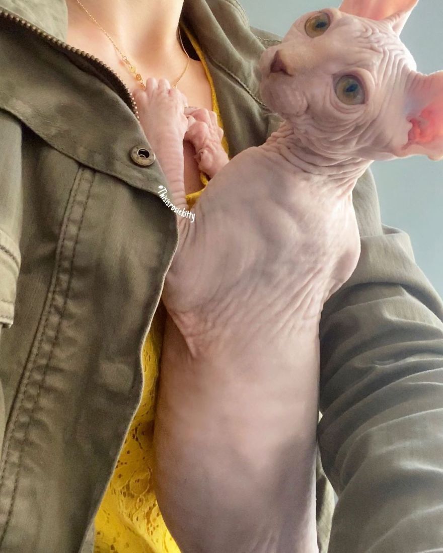 Your Pets Can Help You More Than You Think During This Tough Time