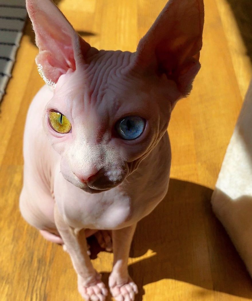 Your Pets Can Help You More Than You Think During This Tough Time