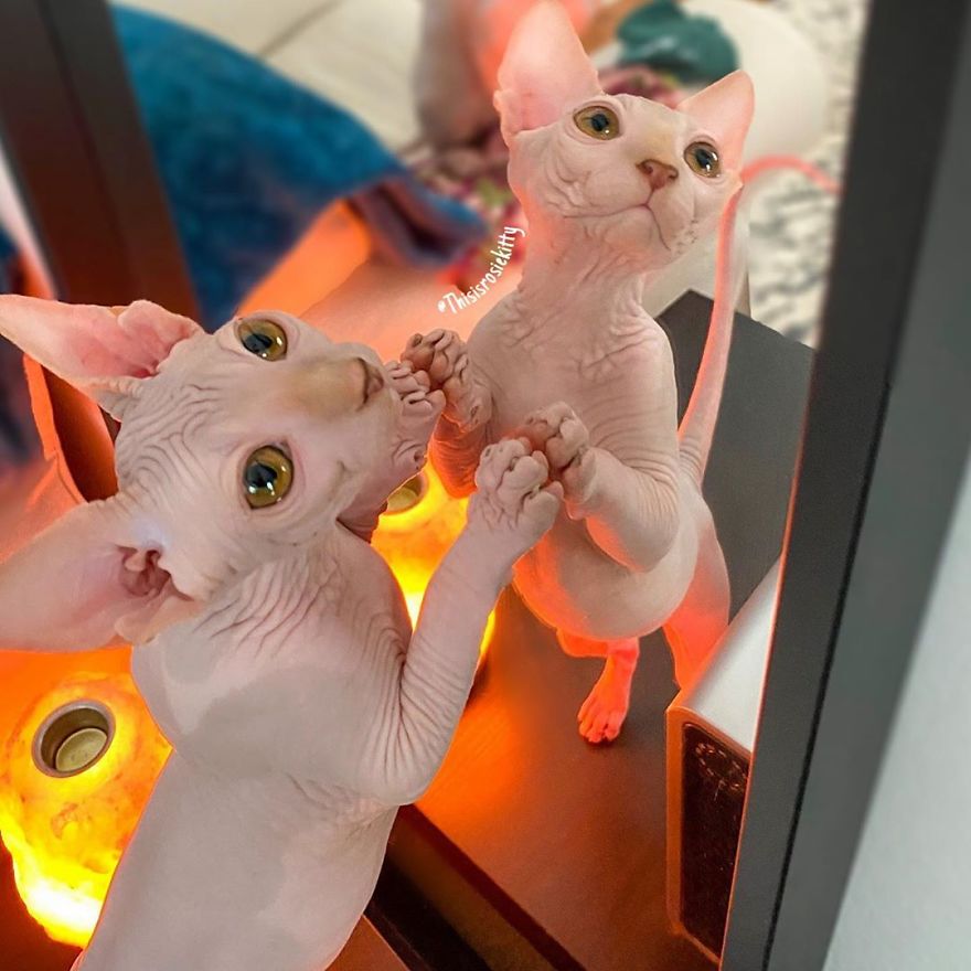 Your Pets Can Help You More Than You Think During This Tough Time