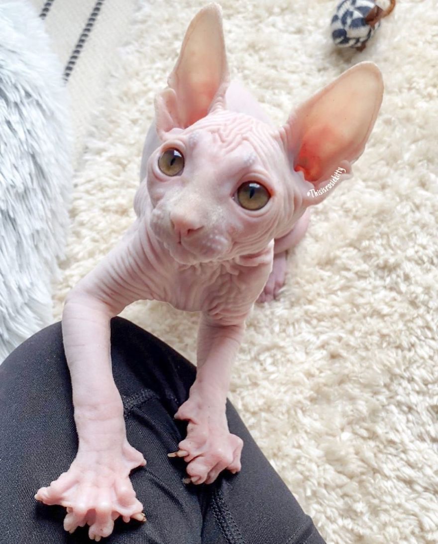 Your Pets Can Help You More Than You Think During This Tough Time