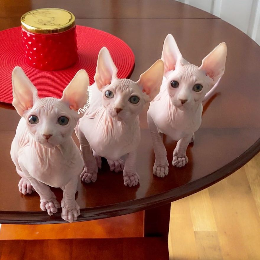 Your Pets Can Help You More Than You Think During This Tough Time