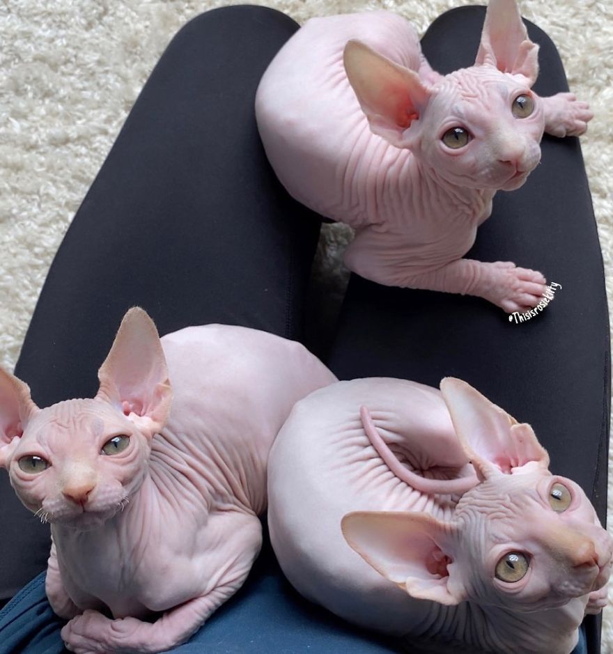 Your Pets Can Help You More Than You Think During This Tough Time