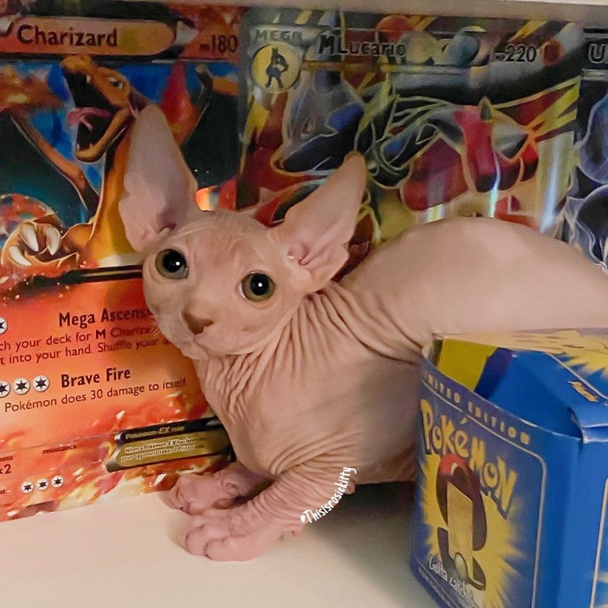 Your Pets Can Help You More Than You Think During This Tough Time