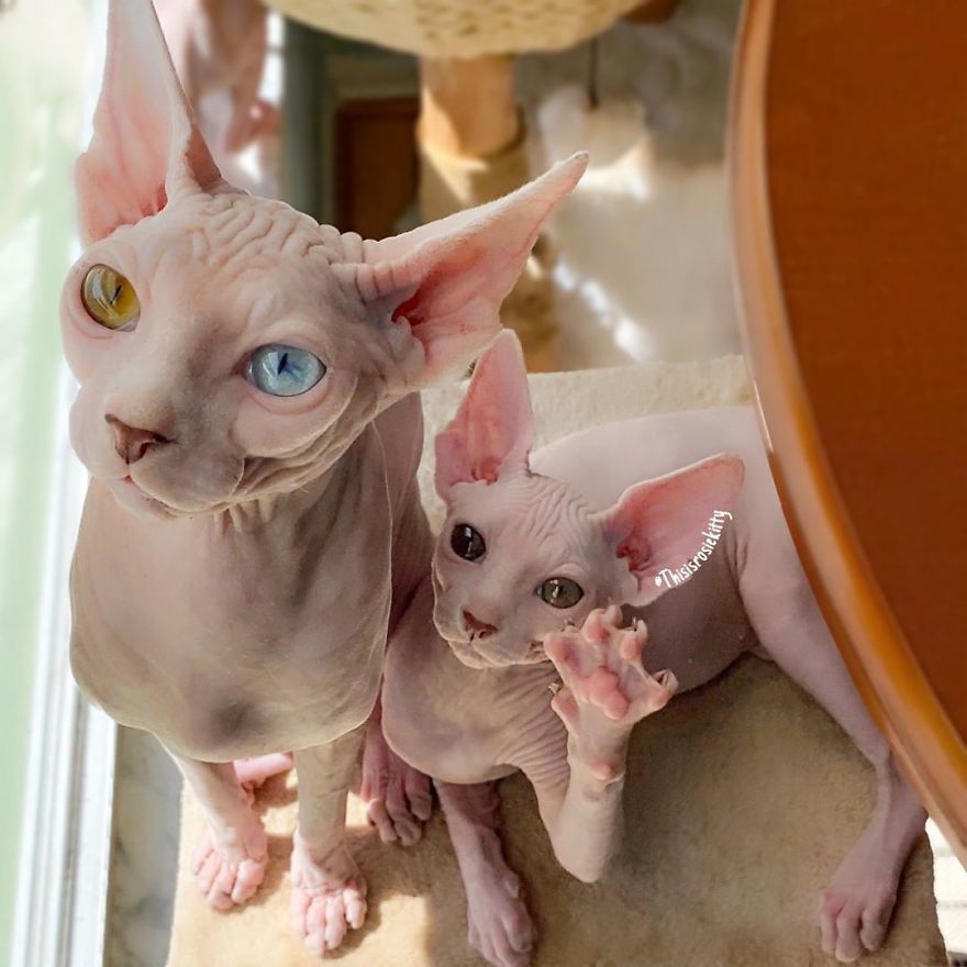 Your Pets Can Help You More Than You Think During This Tough Time