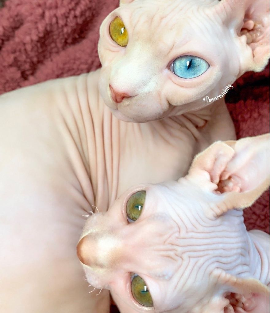 Your Pets Can Help You More Than You Think During This Tough Time