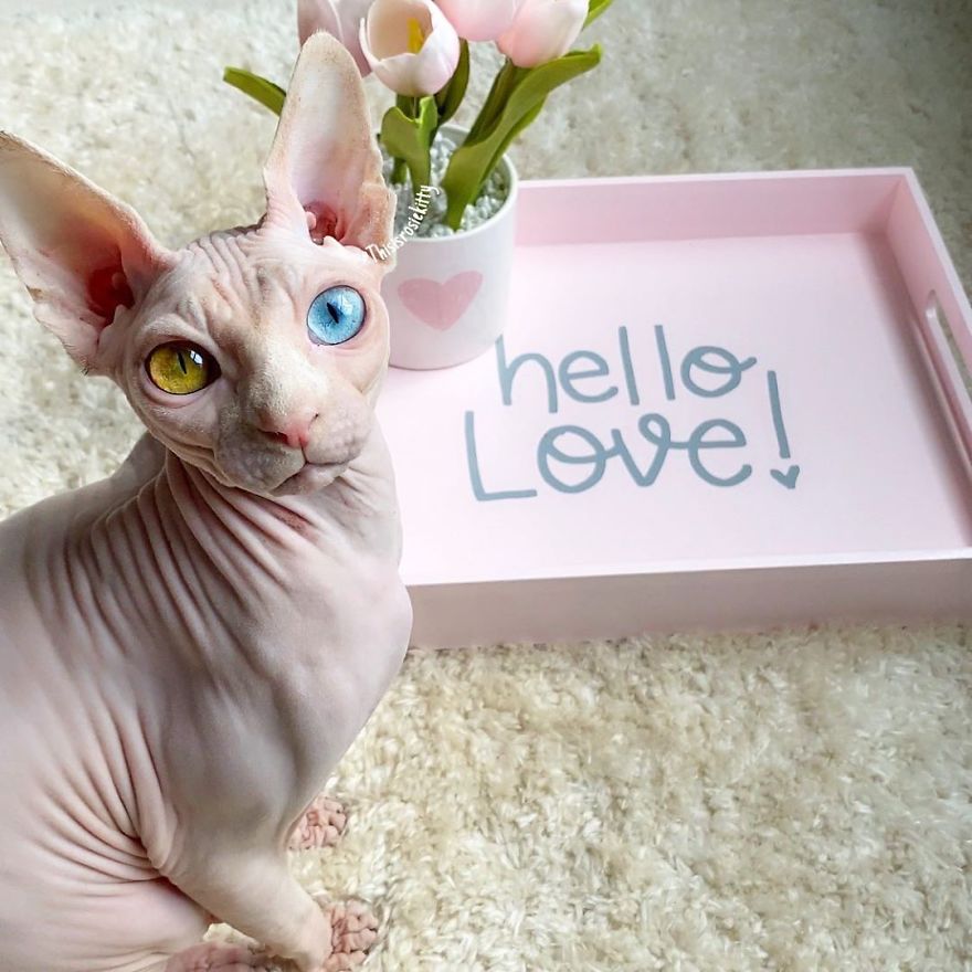 Your Pets Can Help You More Than You Think During This Tough Time