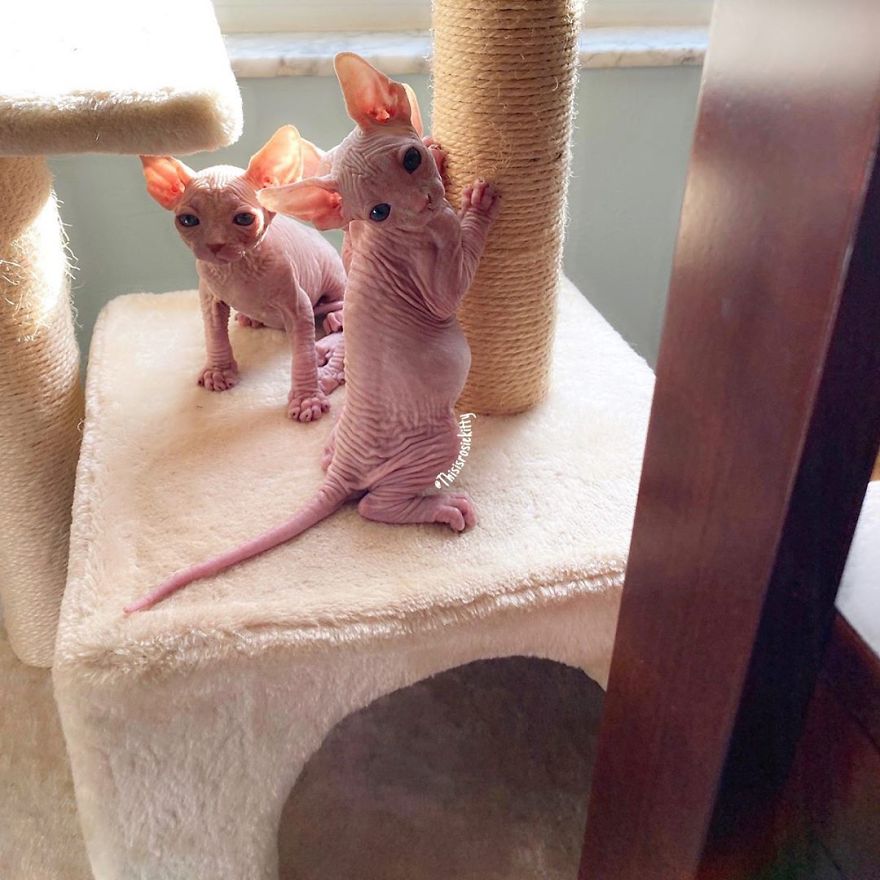 Your Pets Can Help You More Than You Think During This Tough Time