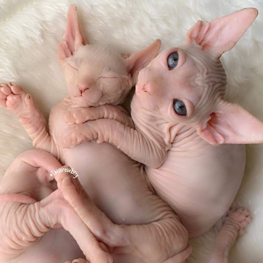 Your Pets Can Help You More Than You Think During This Tough Time