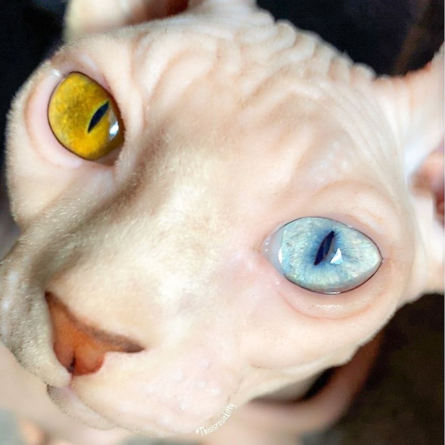 Your Pets Can Help You More Than You Think During This Tough Time