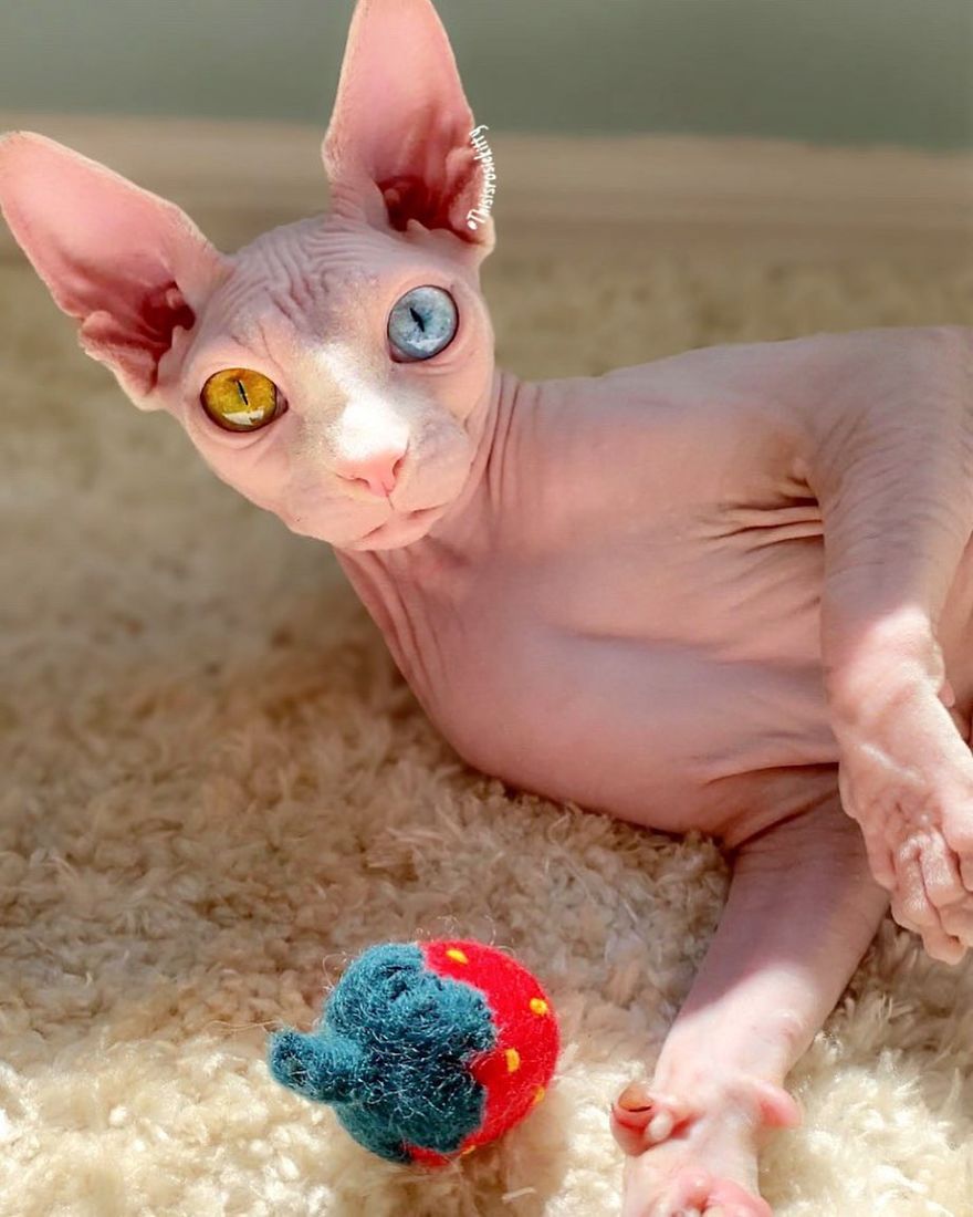 Your Pets Can Help You More Than You Think During This Tough Time