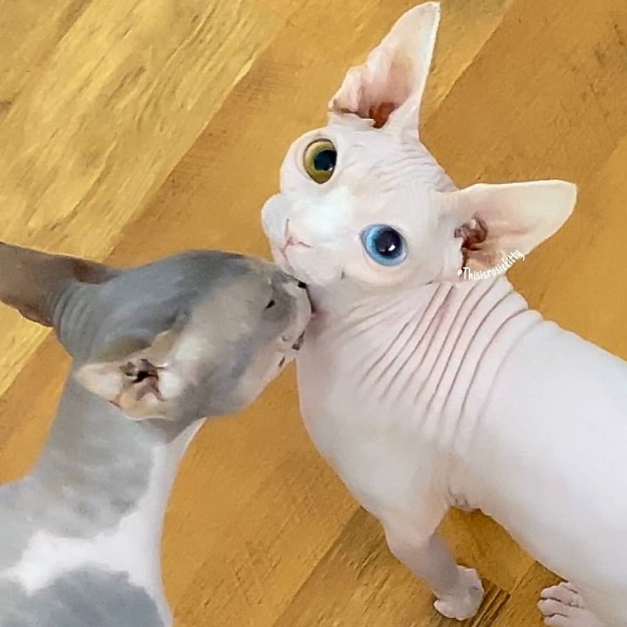 Your Pets Can Help You More Than You Think During This Tough Time