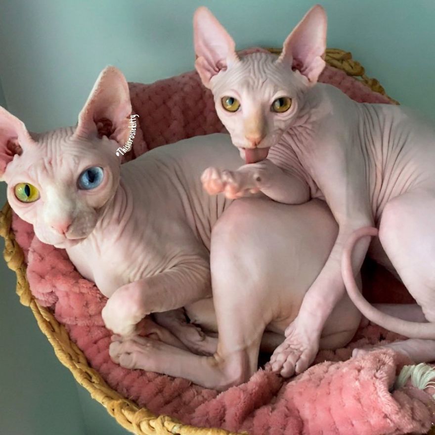 Your Pets Can Help You More Than You Think During This Tough Time