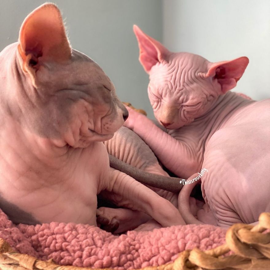 Your Pets Can Help You More Than You Think During This Tough Time