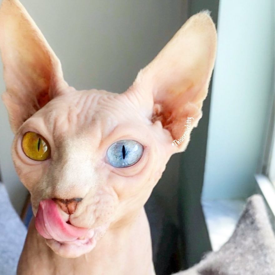 Your Pets Can Help You More Than You Think During This Tough Time