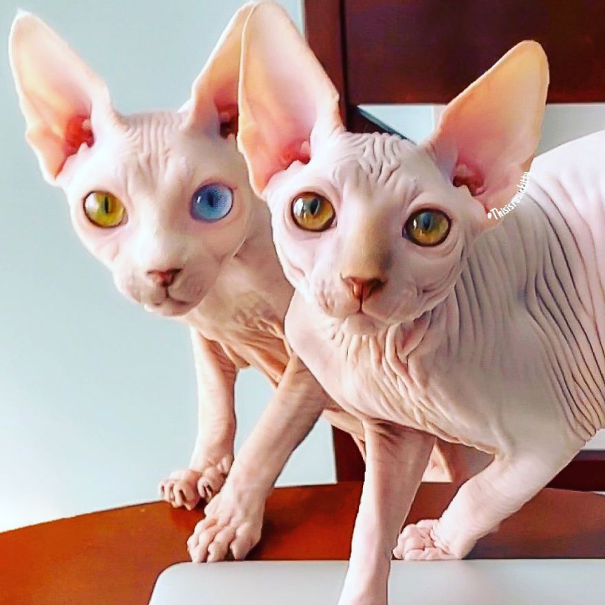 Your Pets Can Help You More Than You Think During This Tough Time