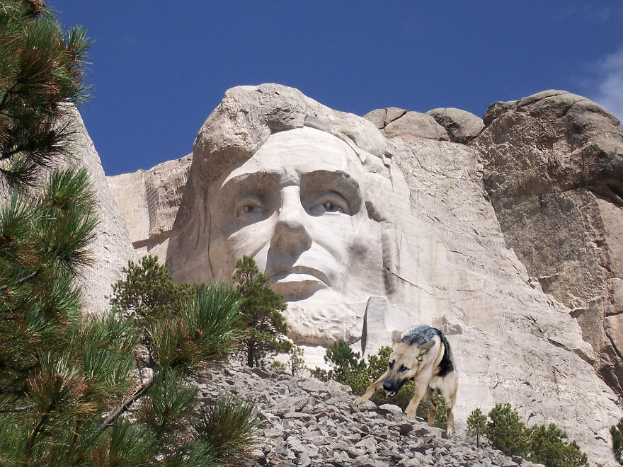 Photographer Transports Pets During Quarantine Using Photoshop