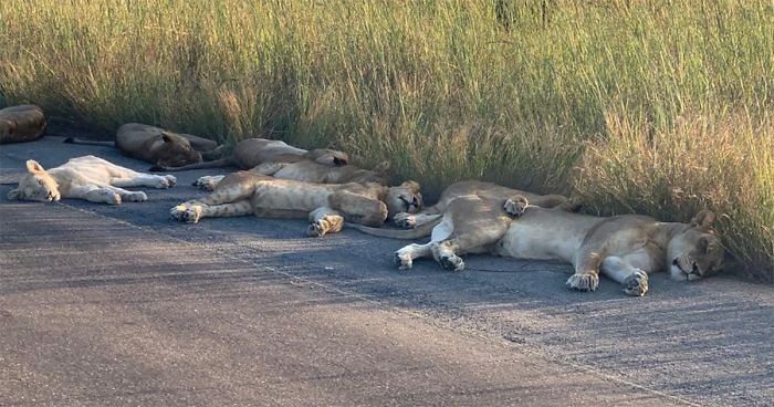 With Humans Self-Isolating, Animals In Cities Flourish (14 New Pics)