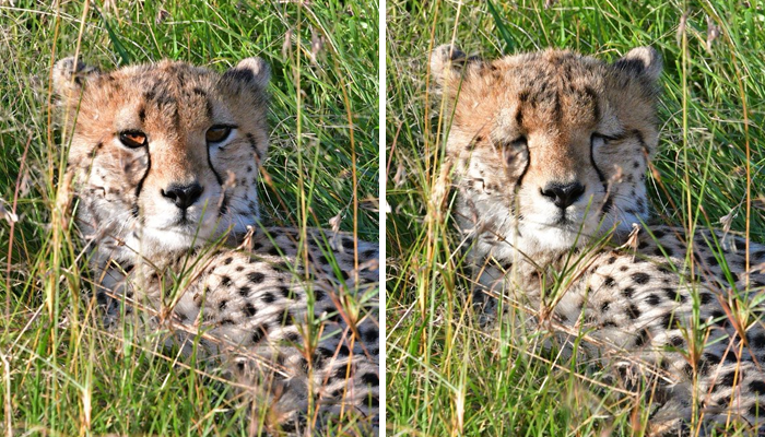 These 20 Animals Show How Exactly We Look Without Contact Lenses