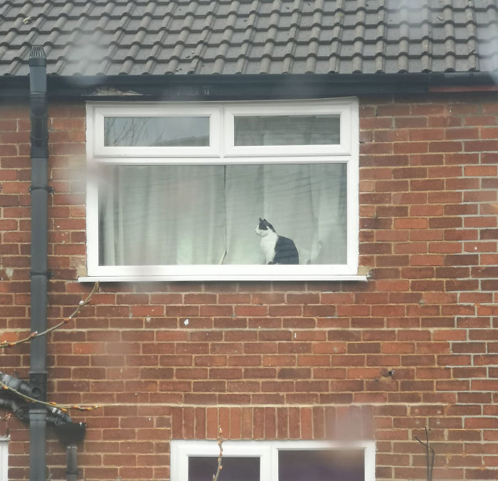 People Under Lockdown Are Using Window Signs To Talk To Their Neighbors About Their Cats, And It's Too Pure