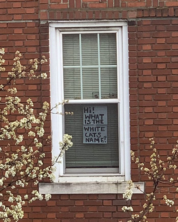 People Under Lockdown Are Using Window Signs To Talk To Their Neighbors About Their Cats, And It's Too Pure