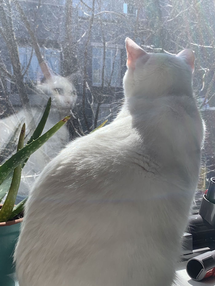 People Under Lockdown Are Using Window Signs To Talk To Their Neighbors About Their Cats, And It's Too Pure