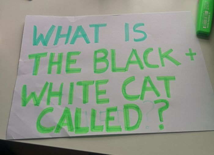 People Under Lockdown Are Using Window Signs To Talk To Their Neighbors About Their Cats, And It's Too Pure