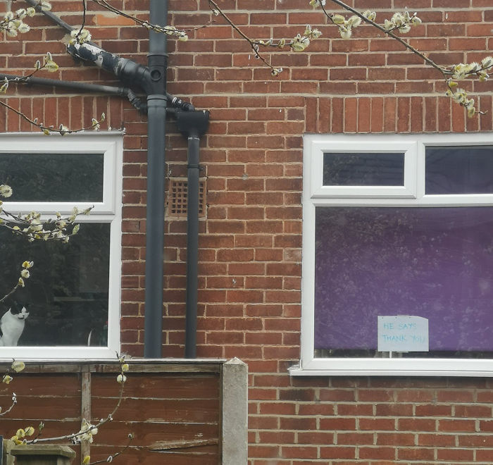 People Under Lockdown Are Using Window Signs To Talk To Their Neighbors About Their Cats, And It's Too Pure