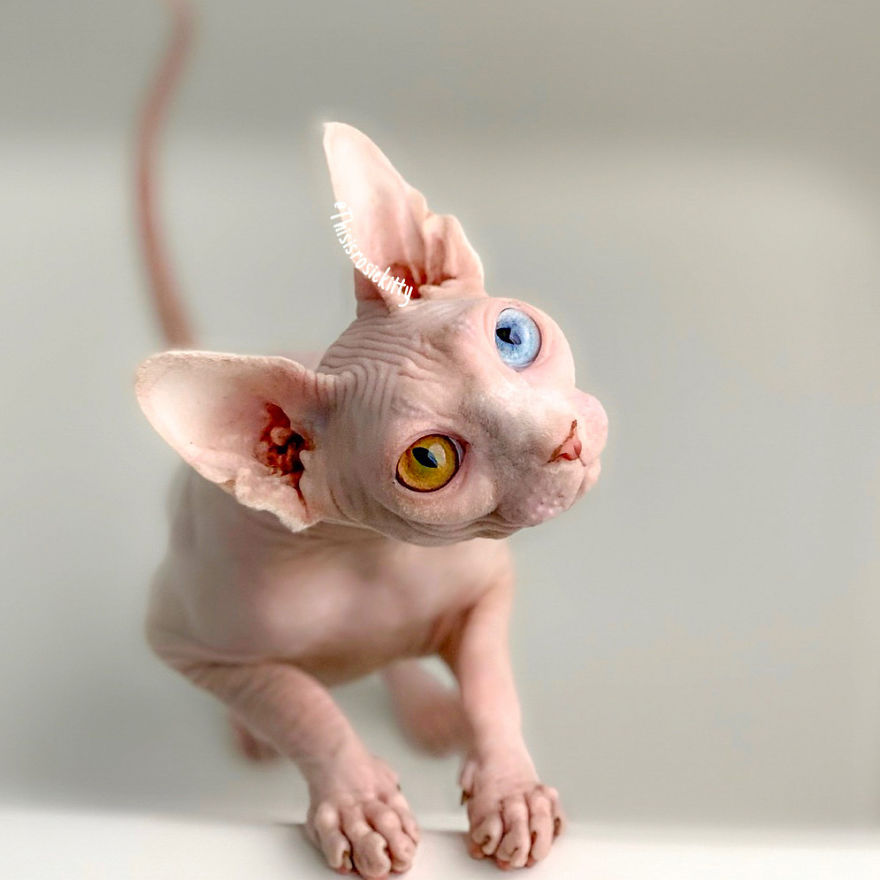 Your Pets Can Help You More Than You Think During This Tough Time