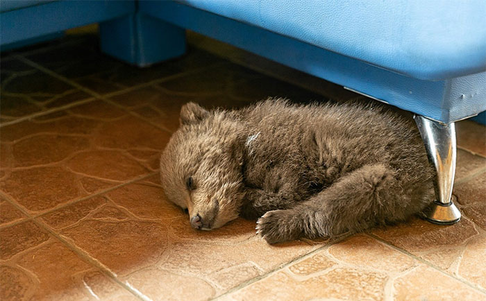 Bear Cub Wanders Onto A Farm And Authorities Suggest Putting Her To Sleep But This Man Decides To Raise Her