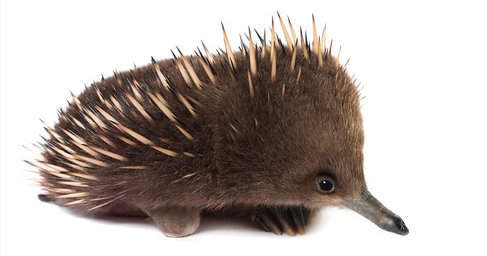 Heartwarming And Beautiful Photos Of Animals With Disabilities By Alex Cearns (13 New Pics)