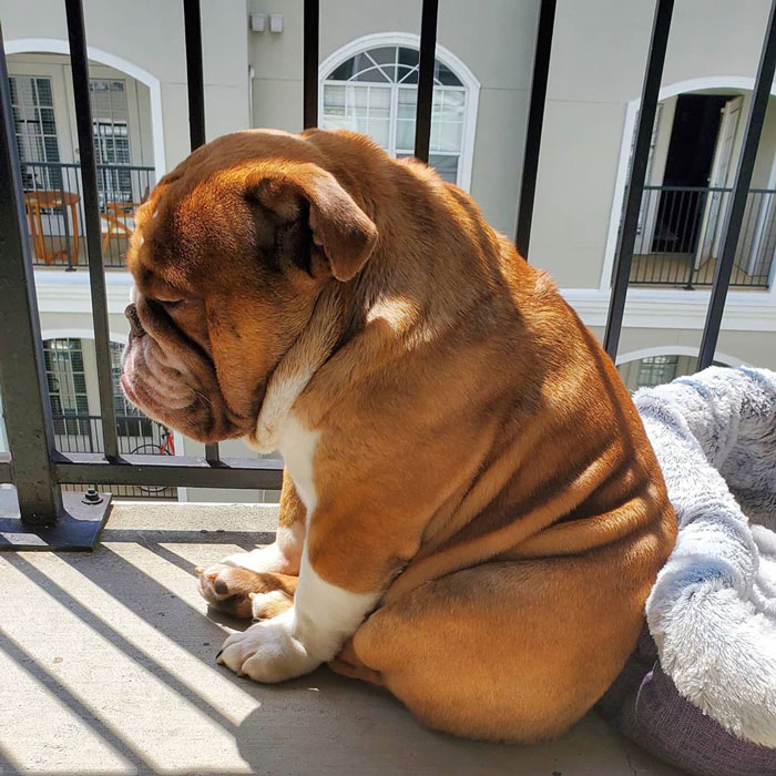 This Bulldog Named Big Poppa Is Sad Because He Can't Play With Kids Outside And People On The Internet Are Heartbroken This Bulldog Named Big Poppa Is Sad Because He Can't Play With Kids Outside And People On The Internet Are Heartbroken
