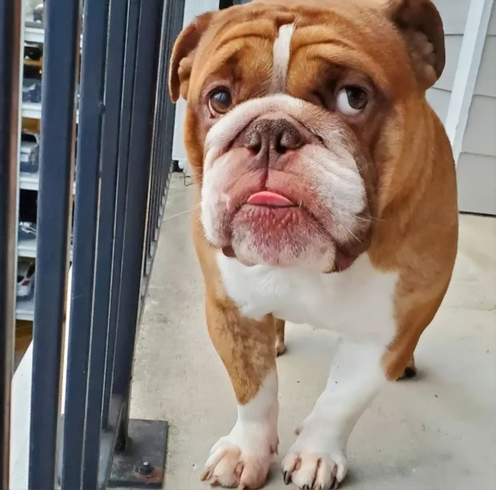 This Bulldog Named Big Poppa Is Sad Because He Can't Play With Kids Outside And People On The Internet Are Heartbroken This Bulldog Named Big Poppa Is Sad Because He Can't Play With Kids Outside And People On The Internet Are Heartbroken