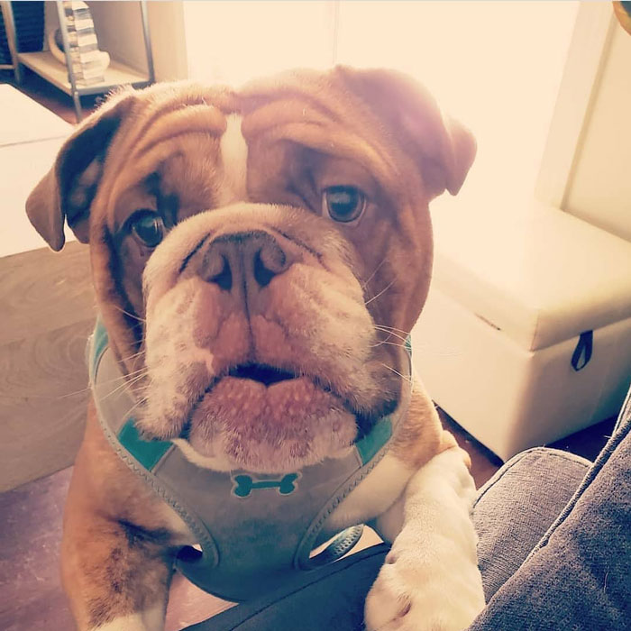 This Bulldog Named Big Poppa Is Sad Because He Can't Play With Kids Outside And People On The Internet Are Heartbroken