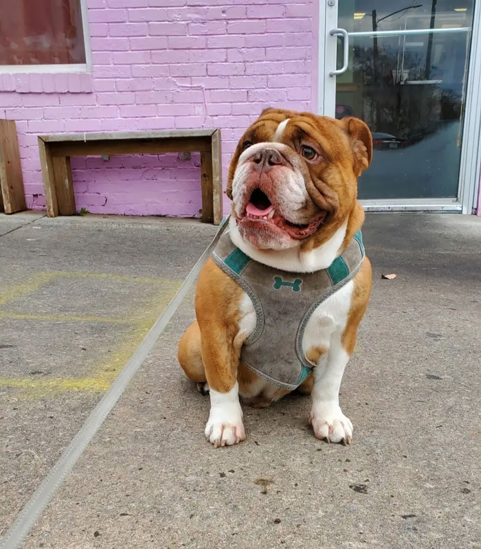 This Bulldog Named Big Poppa Is Sad Because He Can't Play With Kids Outside And People On The Internet Are Heartbroken This Bulldog Named Big Poppa Is Sad Because He Can't Play With Kids Outside And People On The Internet Are Heartbroken