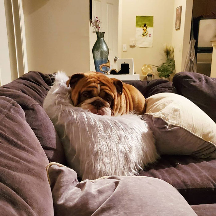 This Bulldog Named Big Poppa Is Sad Because He Can't Play With Kids Outside And People On The Internet Are Heartbroken This Bulldog Named Big Poppa Is Sad Because He Can't Play With Kids Outside And People On The Internet Are Heartbroken