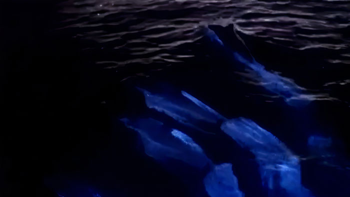 Dolphins Glow In Blue While Gliding Through Bioluminescent Waves And It's More Impressive Than A Double Rainbow