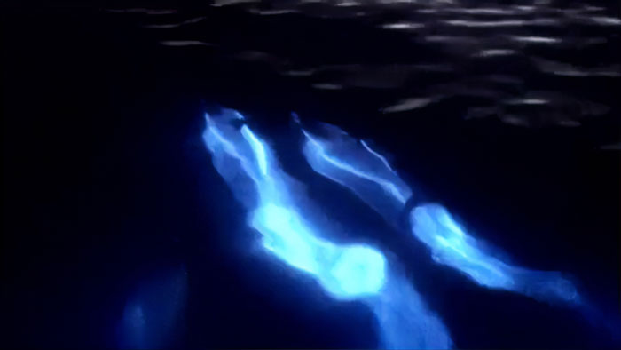 Dolphins Glow In Blue While Gliding Through Bioluminescent Waves And It's More Impressive Than A Double Rainbow