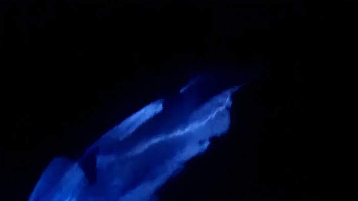 Dolphins Glow In Blue While Gliding Through Bioluminescent Waves And It's More Impressive Than A Double Rainbow