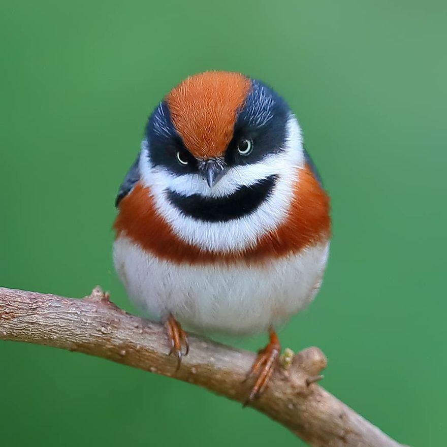 This Bird Is Called The Black-Throated Bushtit And Yes, You Read That Right (22 Pics)