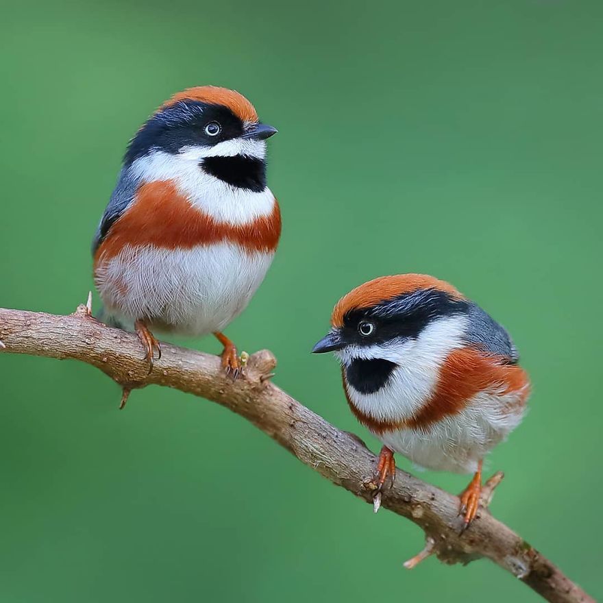 This Bird Is Called The Black-Throated Bushtit And Yes, You Read That Right (22 Pics)